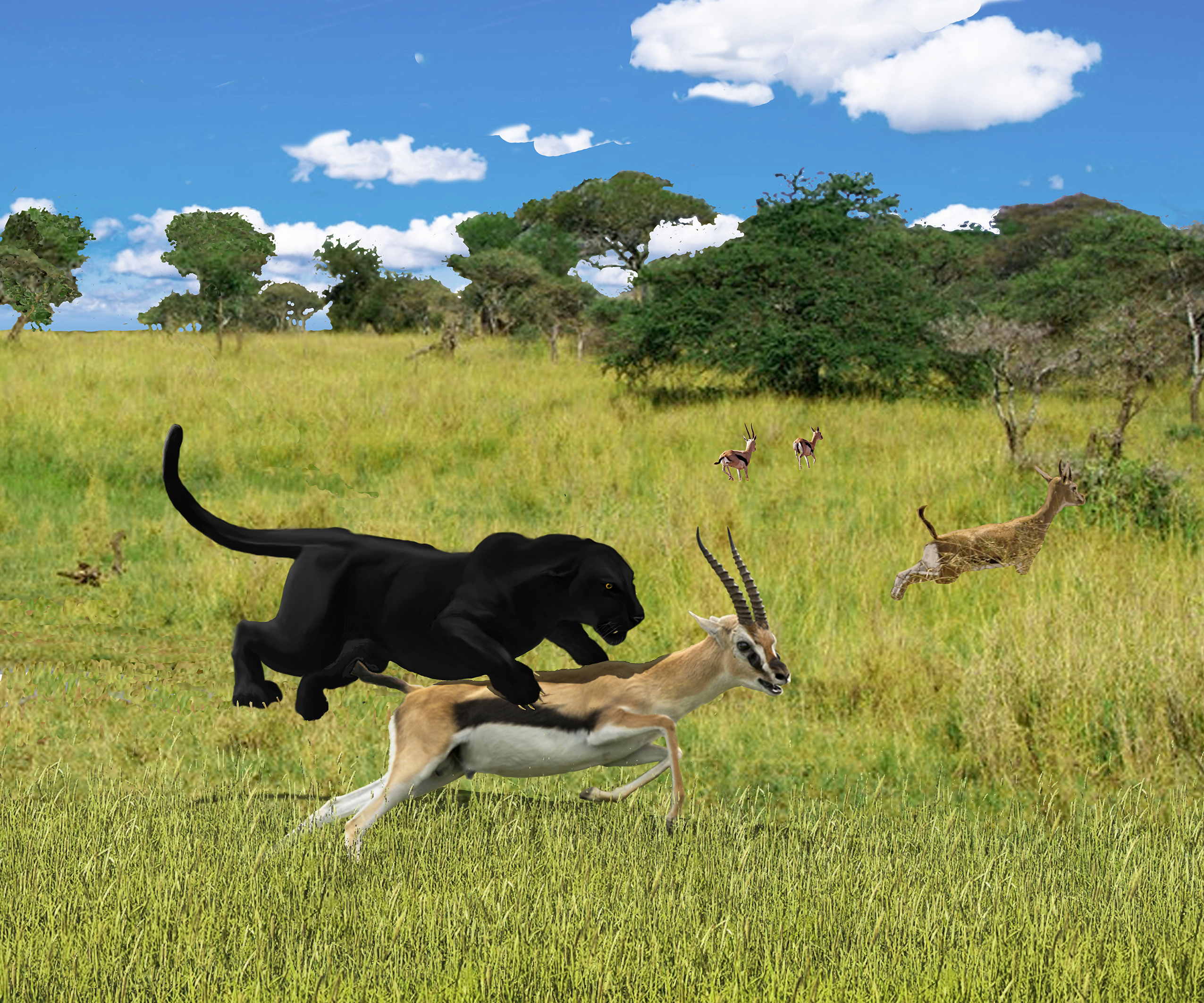 serengeti 119