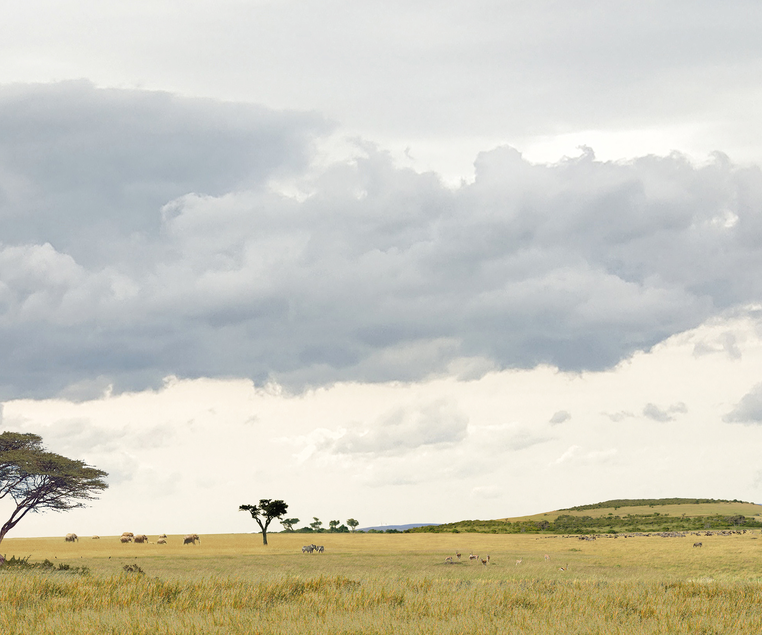 serengeti 12